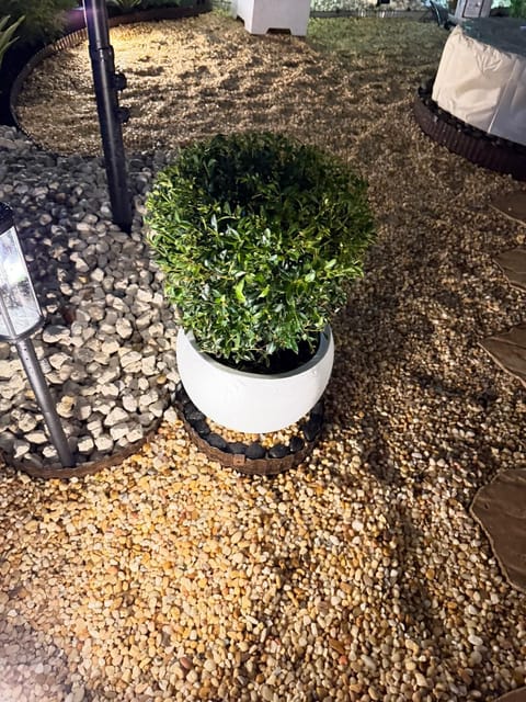 Clipped shrub in a white pot on a bed of gold river rock beside a path light