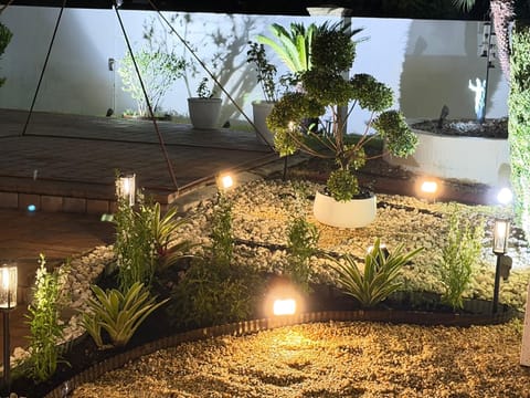 Lit bed of clipped standards and gravel against a white wall at night