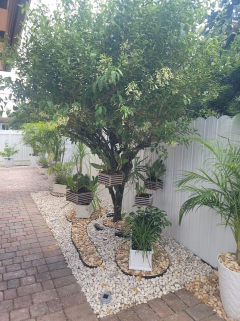 Citrus tree with hanging orchid baskets over white and gold pebble spirals beside the fence